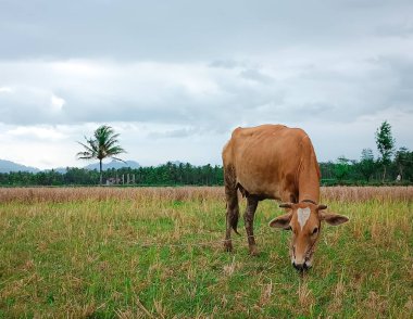 Arka planda ağaç ve dramatik gökyüzü ile tarlada ot yiyen bir inek..