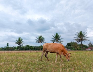 Arka planda ağaç ve dramatik gökyüzü ile tarlada ot yiyen bir inek..