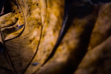 Yakın çekim fotoğrafçılığında kuru yaprağın arkaplan dokusu 