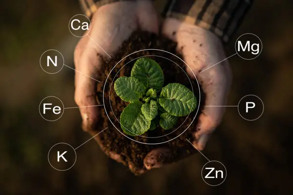 Pessoa Segurando Uma Planta Verde Com Infográficos Mostrando Todas Vitaminas Fotos De Bancos De Imagens