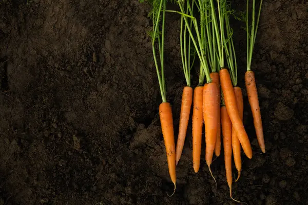 Tumpukan Wortel Yang Baru Dipanen Sejenis Sayuran Akar Terletak Tanah Stok Foto