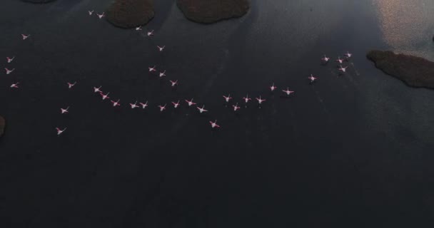 Bezpilotní Pohled Plameňáky Letící Slunci Nad Mořem — Stock video