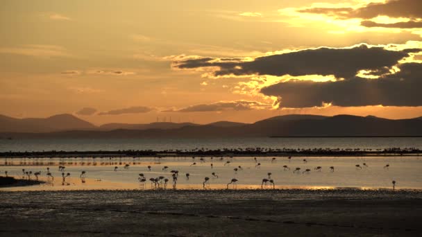 火烈鸟在海里等着 夕阳西下 可以看到风中的玫瑰 高质量的4K镜头 — 图库视频影像