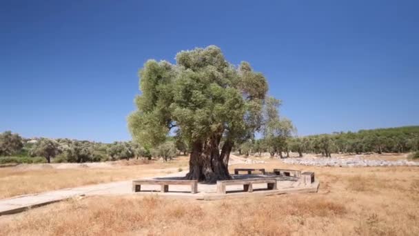 Footage 1800 Years Old Aegean Olive Tree Sigacik Seferihisar District — Stok video