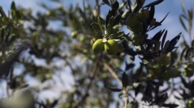 Zeytin dalında zeytin ağacı ve hareket eden rüzgarın görüntüsü. Yüksek kaliteli FullHD görüntüler