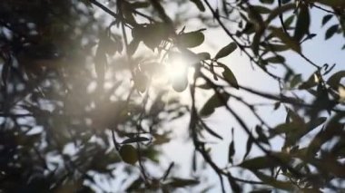 Zeytin dalında zeytin ağacı ve hareket eden rüzgarın görüntüsü. Yüksek kaliteli FullHD görüntüler