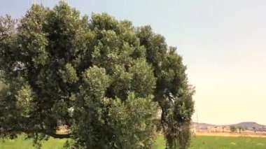 Zeytin dalında zeytin ağacı ve hareket eden rüzgarın görüntüsü. Yüksek kaliteli FullHD görüntüler