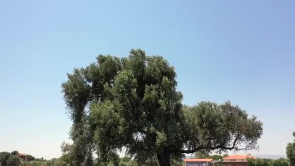 Obraz Oliwek Gałęzi Drzewem Oliwnym Poruszającymi Się Wiatrami Wysokiej Jakości — Wideo stockowe