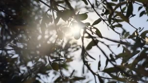 Obraz Oliv Větvi Olivovníkem Pohybujícími Větry Vysoce Kvalitní Fullhd Záběry — Stock video