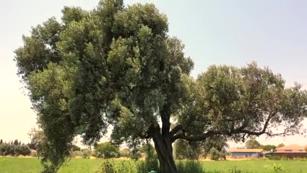 Изображение Оливок Ветвях Движущимися Оливковыми Деревьями Ветрами Высококачественные Fullhd Кадры — стоковое видео