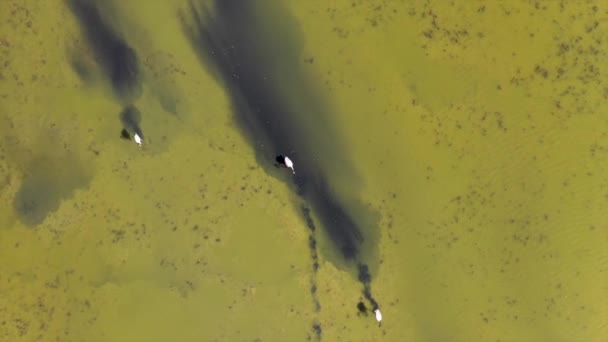マルマラ湖とフラミンゴの乾燥した土地の空中ビュー食品のための砂の中に彼らのくちばしを固執するFhdビデオ — ストック動画