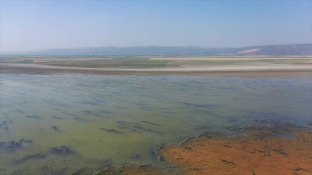 Aerial View Dried Land Marmara Lake Flamingos Sticking Beaks Sand — Video