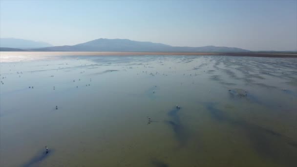 Повітряний Вид Сушеної Землі Озера Мармара Фламінго Вплітають Дзьоб Пісок — стокове відео