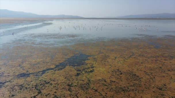 Vista Aérea Terra Seca Lago Mármara Flamingos Colando Seus Bicos — Vídeo de Stock