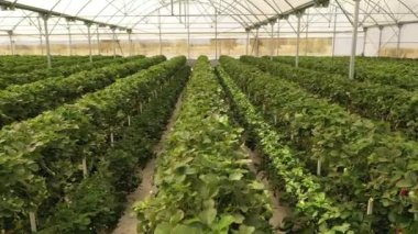 Organic strawberry plant growing in greenhouse. Strawberries Organic agriculture in greenhouses. Huelva, Spain. High quality FullHD footage