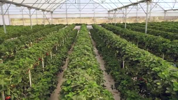 Органічна Полунична Рослина Росте Оранжереї Вирощування Полуниці Оранжереях Уельва Іспанія — стокове відео