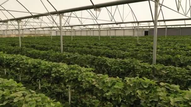 Biologische Aardbeienplant Die Kas Groeit Aardbeien Biologische Landbouw Kassen Huelva — Stockvideo