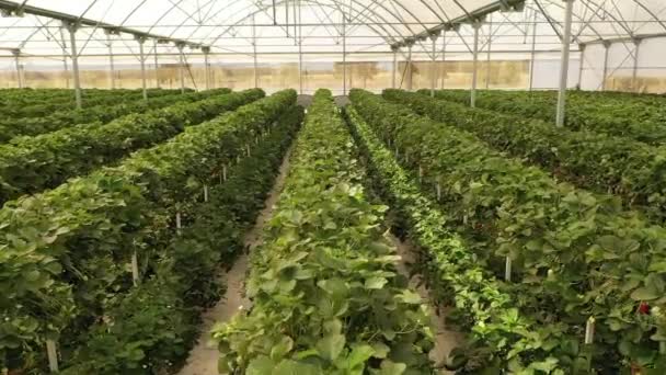 Organic Strawberry Plant Growing Greenhouse Strawberries Organic Agriculture Greenhouses Huelva — Stock Video
