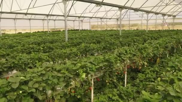 Βιολογική Καλλιέργεια Φράουλας Στο Θερμοκήπιο Φράουλες Βιολογική Γεωργία Θερμοκήπια Huelva — Αρχείο Βίντεο