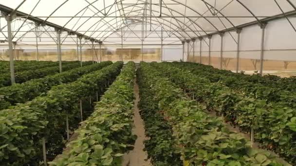 Βιολογική Καλλιέργεια Φράουλας Στο Θερμοκήπιο Φράουλες Βιολογική Γεωργία Θερμοκήπια Huelva — Αρχείο Βίντεο