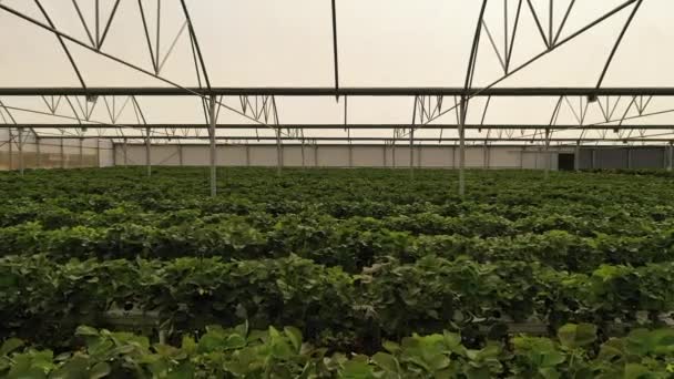 Organic Strawberry Plant Growing Greenhouse Strawberries Organic Agriculture Greenhouses Huelva — Stockvideo