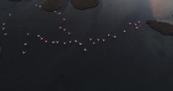 Рожеві Фламінго Природному Середовищі Стріляниною Безпілотника Високоякісні Кадри — стокове відео