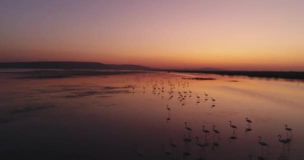 美しい夕日で水の中に雄大なピンクのフラミンゴの群れ 高品質4K映像 — ストック動画