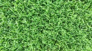 Arpa tarlasında uçan drone manzarası. Yüksek kalite 4k görüntü