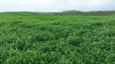 Arpa tarlasında uçan drone manzarası. Yüksek kalite 4k görüntü