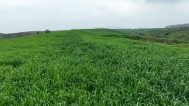 Arpa tarlasında uçan drone manzarası. Yüksek kalite 4k görüntü