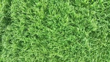 Arpa tarlasında uçan drone manzarası. Yüksek kalite 4k görüntü