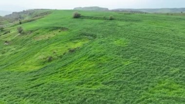 Arpa tarlasında uçan drone manzarası. Yüksek kalite 4k görüntü