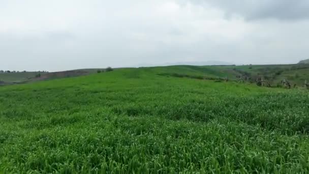 ドローンは大麦の小麦の上を飛んでいます 高品質4K映像 — ストック動画