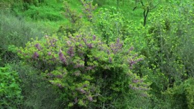 Üzerinde kuş sesleri eşliğinde damlalar olan kırmızı tomurcuk çiçeğinin muhteşem manzarası. Yüksek kalite 4k görüntü
