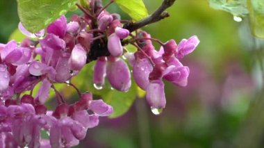 Üzerinde damlalar olan kırmızı tomurcuk çiçeğinin muhteşem manzarası. Yüksek kalite 4k görüntü