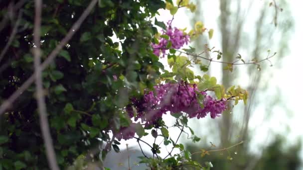 Чудовий Вид Квітку Червоного Кольору Краплями Ньому Супроводжуються Звуками Птахів — стокове відео
