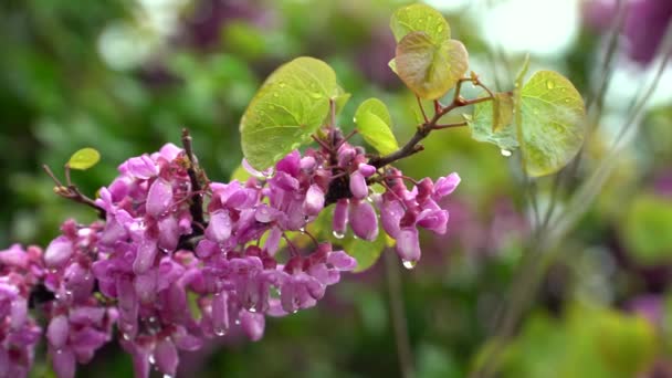 Magnificent View Redbud Flower Drops Accompanied Bird Sounds High Quality — Stock Video