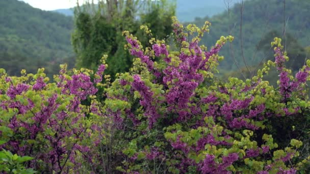 Magnificent View Redbud Flower Drops High Quality Footage — Stock Video