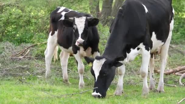 Vacas Usadas Indústria Leiteira Orgânica Pastam Grama Verde Uma Propriedade — Vídeo de Stock