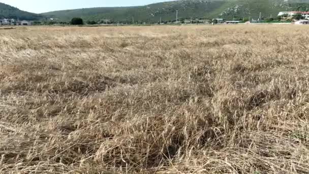 ドローン映像と大麦の麦畑の空中ビュー 高品質4K映像 — ストック動画