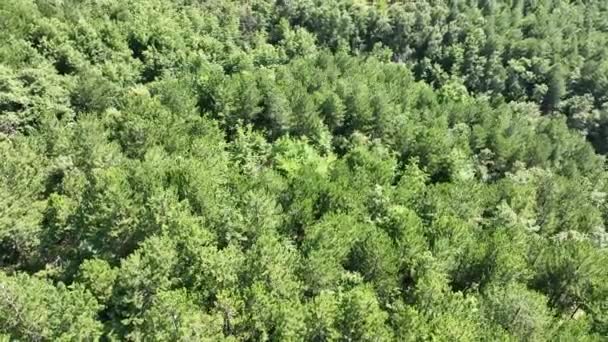 Vue Aérienne Forêt Pins Avec Drone Images Haute Qualité — Video
