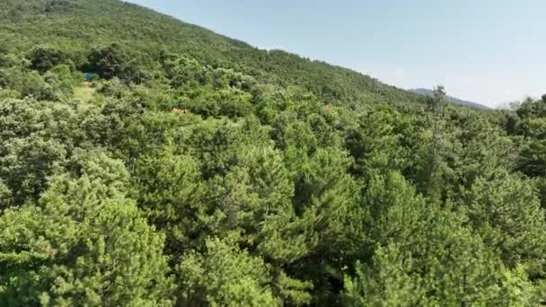 Vista Aérea Del Bosque Pinos Con Dron Imágenes Alta Calidad — Vídeo de stock
