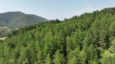 İnsansız hava aracıyla çam ormanının havadan görünüşü. Yüksek kalite 4k görüntü