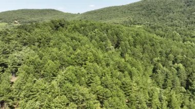 İnsansız hava aracıyla çam ormanının havadan görünüşü. Yüksek kalite 4k görüntü