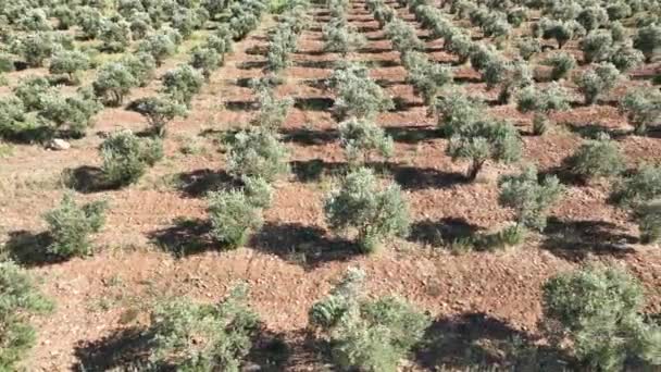 空中无人机拍摄的橄榄树在橄榄树 高质量的4K镜头 — 图库视频影像