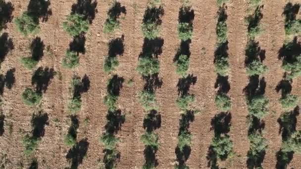 Zeytin Koruluğundaki Zeytin Ağaçlarının Insansız Hava Aracı Görüntüleri Yüksek Kalite — Stok video