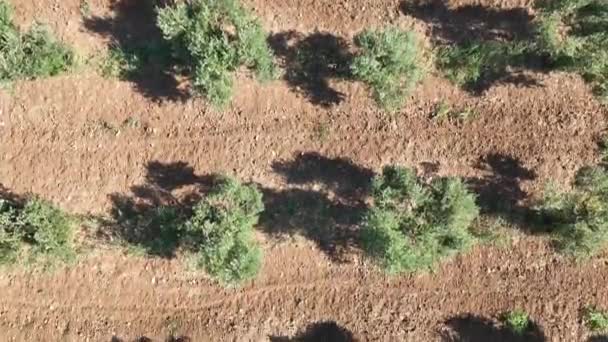 Съемка Воздушного Дрона Оливковых Деревьев Оливковой Роще Высококачественные Кадры — стоковое видео