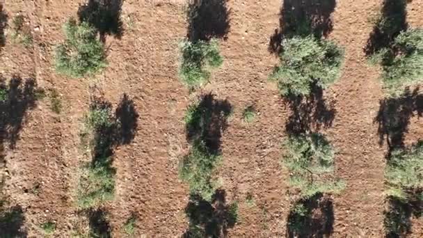 Zeytin Koruluğundaki Zeytin Ağaçlarının Insansız Hava Aracı Görüntüleri Yüksek Kalite — Stok video