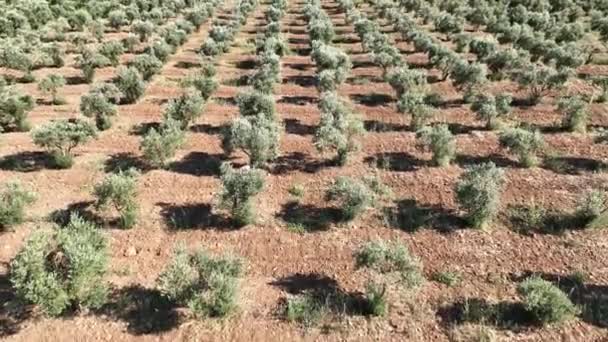 Nagranie Dronów Drzew Oliwnych Gaju Oliwnym Wysokiej Jakości Materiał — Wideo stockowe