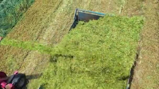 Luchtopname Van Oogstmachine Die Alfalfa Aanhangwagens Laadt Onderwerp Tractor Oogst — Stockvideo
